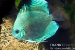 Diskusfisch ASIA-NZ, Symphysodon discus Cobalt Blue, 2 Zoll, 5-6 cm