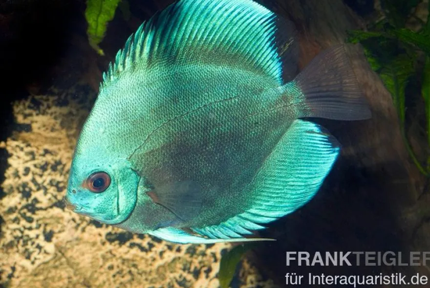 Diskusfisch ASIA-NZ, Symphysodon discus Cobalt Blue, 2 Zoll, 5-6 cm