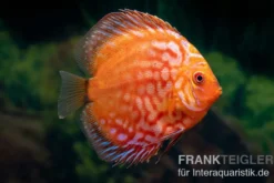Diskusfisch ASIA-NZ, Symphysodon discus Pigeon snake red turquoise, 2 Zoll, 5-6 cm