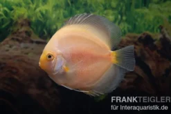 Diskusfisch ASIA-NZ, Symphysodon discus Snow white, 2 Zoll, 5-6 cm