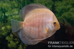 Diskusfisch ASIA-NZ, Symphysodon discus Snow white, 2 Zoll, 5-6 cm