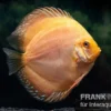 Diskusfisch ASIA-NZ, Symphysodon discus Ghost (Golden dragon), 2 Zoll, 5-6 cm