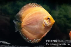 Diskusfisch ASIA-NZ, Symphysodon discus Ghost (Golden dragon), 2 Zoll, 5-6 cm