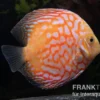 Diskusfisch ASIA-NZ, Symphysodon discus White Pigeon, 2 Zoll, 5-6 cm