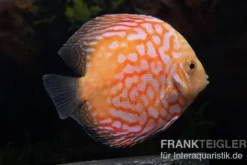 Diskusfisch ASIA-NZ, Symphysodon discus White Pigeon, 2 Zoll, 5-6 cm