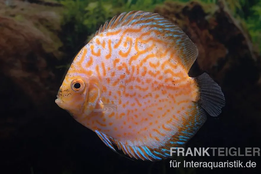Diskusfisch ASIA-NZ, Symphysodon discus White Pigeon, 2 Zoll, 5-6 cm