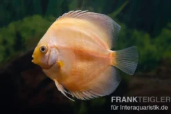 Diskusfisch ASIA-NZ, Symphysodon discus Golden Panda, 2 Zoll, 5-6 cm