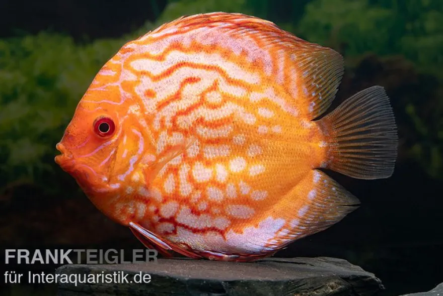 Diskusfisch ASIA-NZ, Symphysodon discus Pigeon snake, 2 Zoll, 5-6 cm