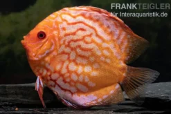 Diskusfisch ASIA-NZ, Symphysodon discus Pigeon snake, 2 Zoll, 5-6 cm