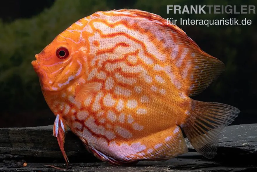 Diskusfisch ASIA-NZ, Symphysodon discus Pigeon snake, 2 Zoll, 5-6 cm
