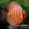 Diskusfisch ASIA-NZ, Symphysodon discus Super turquoise (Purple turquoise), 2 Zoll, 5-6 cm