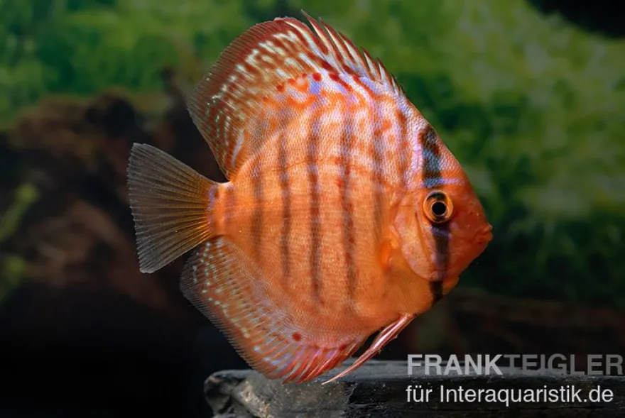 Diskusfisch ASIA-NZ, Symphysodon discus Super turquoise (Purple turquoise), 2 Zoll, 5-6 cm