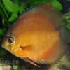 Diskusfisch ASIA-NZ, Symphysodon discus Brown (Classic brown, Red), 2 Zoll, 5-6 cm