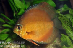 Diskusfisch ASIA-NZ, Symphysodon discus Brown (Classic brown, Red), 2 Zoll, 5-6 cm