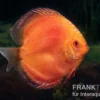 Diskusfisch ASIA-NZ, Symphysodon discus Super Red pigeon blood, 2 Zoll, 5-6 cm