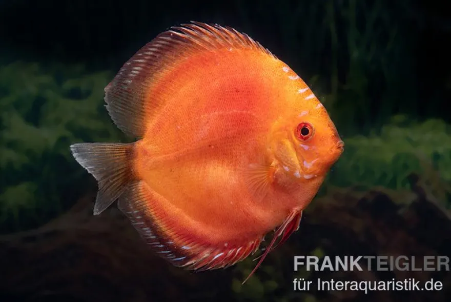Diskusfisch ASIA-NZ, Symphysodon discus Super Red pigeon blood, 2 Zoll, 5-6 cm
