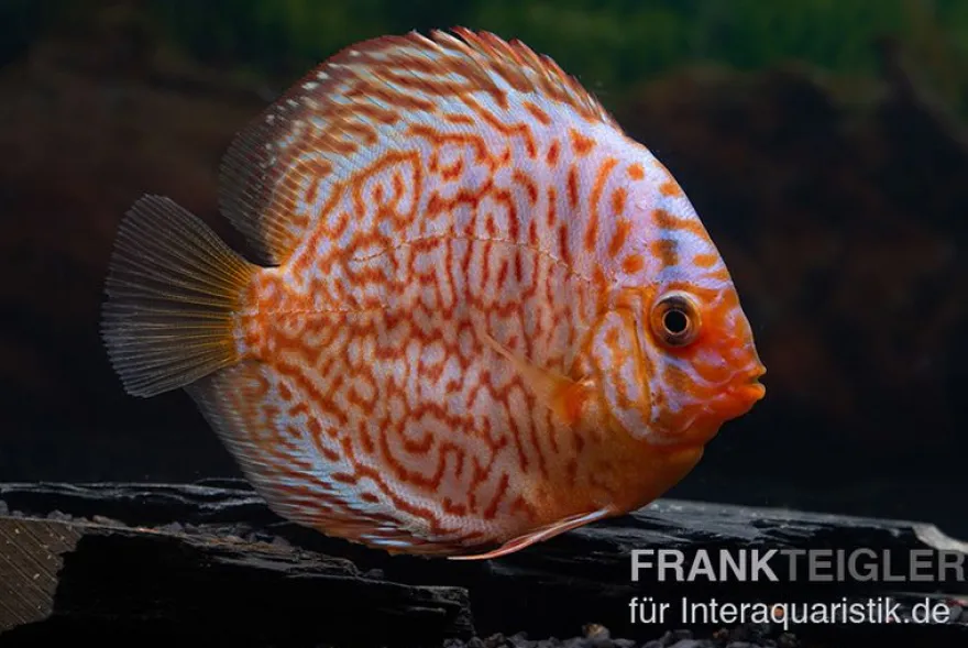 Diskusfisch ASIA-NZ, Symphysodon discus Snake Skin Red spotted, 2 Zoll, 5-6 cm