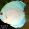 Diskusfisch ASIA-NZ, Symphysodon discus Blue Diamond