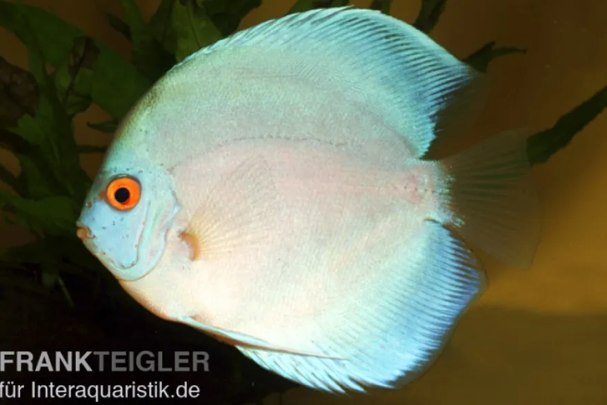 Diskusfisch ASIA-NZ, Symphysodon discus Blue Diamond
