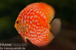 Diskusfisch ASIA-NZ, Symphysodon discus Star trek