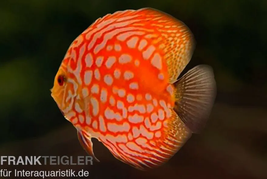 Diskusfisch ASIA-NZ, Symphysodon discus Star trek