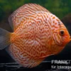 Diskusfisch ASIA-NZ, Symphysodon discus Leopard green, 2 Zoll, 5-6 cm