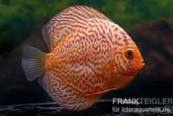 Diskusfisch ASIA-NZ, Symphysodon discus Leopard green, 2 Zoll, 5-6 cm