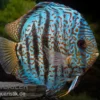 Diskusfisch ASIA-NZ, Symphysodon discus Red spotted green, 2 Zoll, 5-6 cm