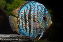 Diskusfisch ASIA-NZ, Symphysodon discus Red spotted green, 2 Zoll, 5-6 cm