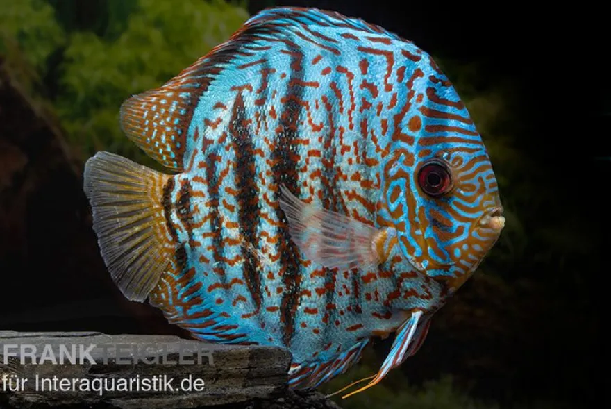 Diskusfisch ASIA-NZ, Symphysodon discus Red spotted green, 2 Zoll, 5-6 cm