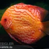 Diskusfisch ASIA-NZ, Symphysodon discus Red spider, 2 Zoll, 5-6 cm
