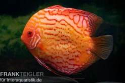 Diskusfisch ASIA-NZ, Symphysodon discus Red spider, 2 Zoll, 5-6 cm