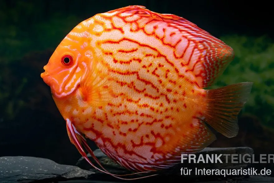 Diskusfisch ASIA-NZ, Symphysodon discus Red spider, 2 Zoll, 5-6 cm