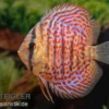 Diskusfisch ASIA-NZ, Symphysodon discus Leopard