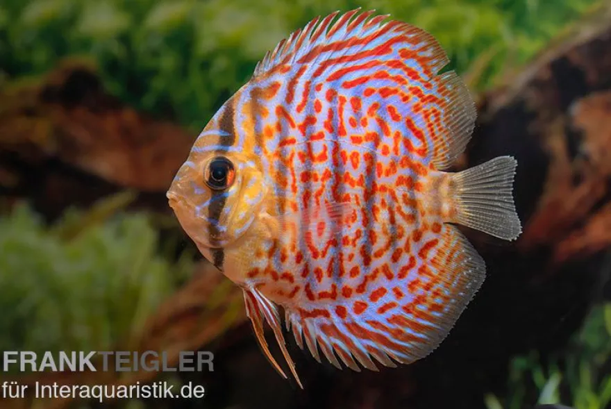Diskusfisch ASIA-NZ, Symphysodon discus Leopard