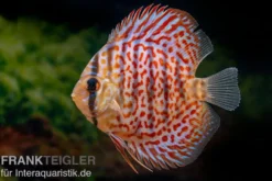 Diskusfisch ASIA-NZ, Symphysodon discus Leopard