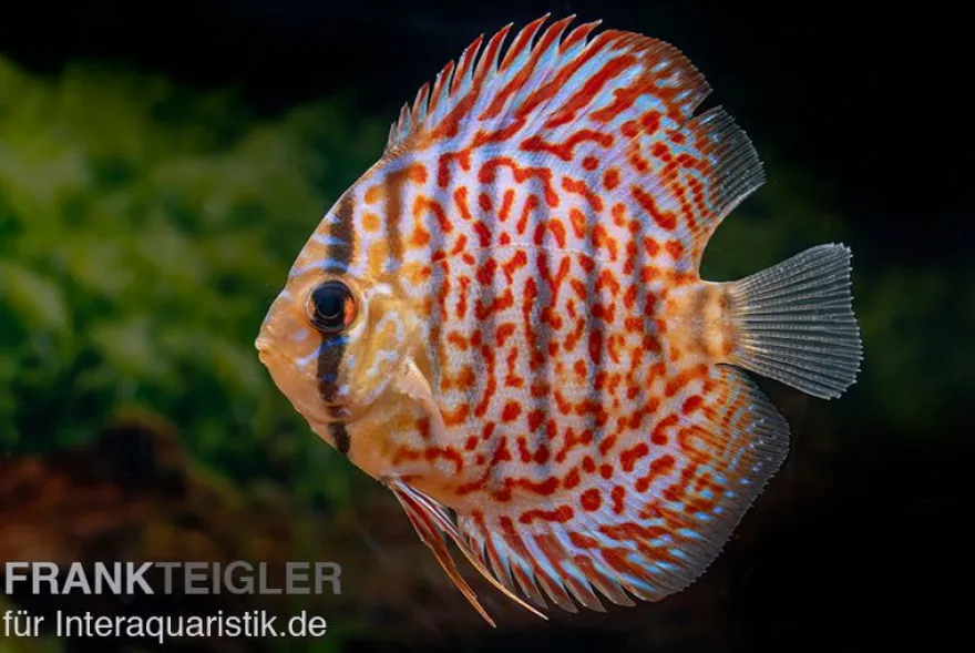 Diskusfisch ASIA-NZ, Symphysodon discus Leopard