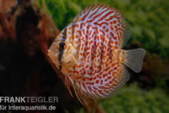 Diskusfisch ASIA-NZ, Symphysodon discus Leopard