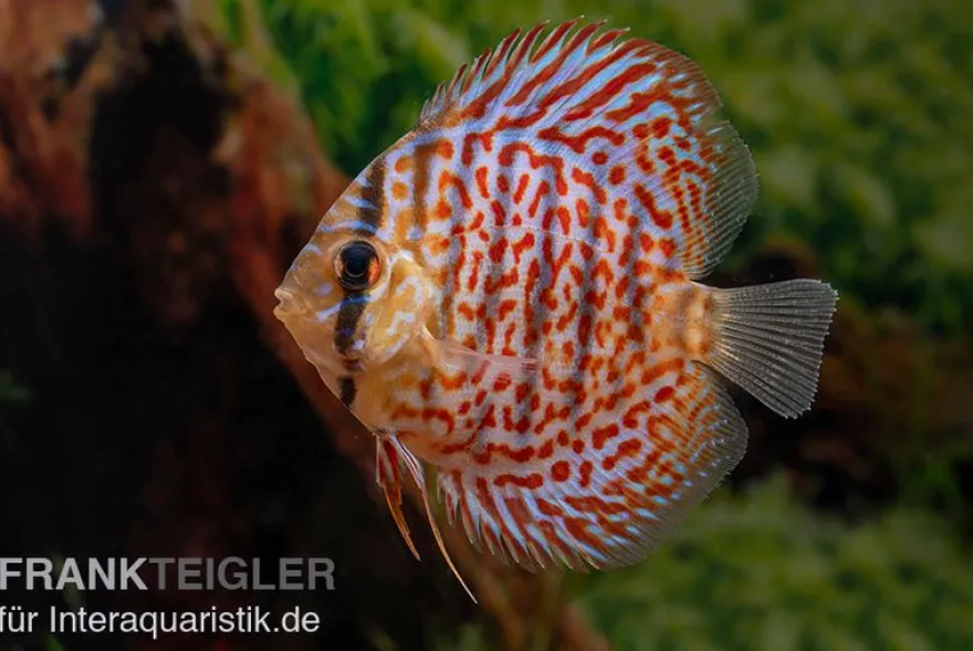 Diskusfisch ASIA-NZ, Symphysodon discus Leopard