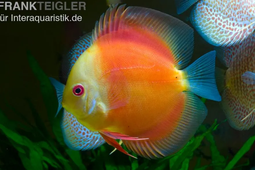 Diskusfisch ASIA-NZ, Symphysodon discus Red doll (Red melon), 2 Zoll, 5-6 cm