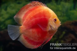 Diskusfisch ASIA-NZ, Symphysodon discus Red Ruby, 2 Zoll, 5-6 cm