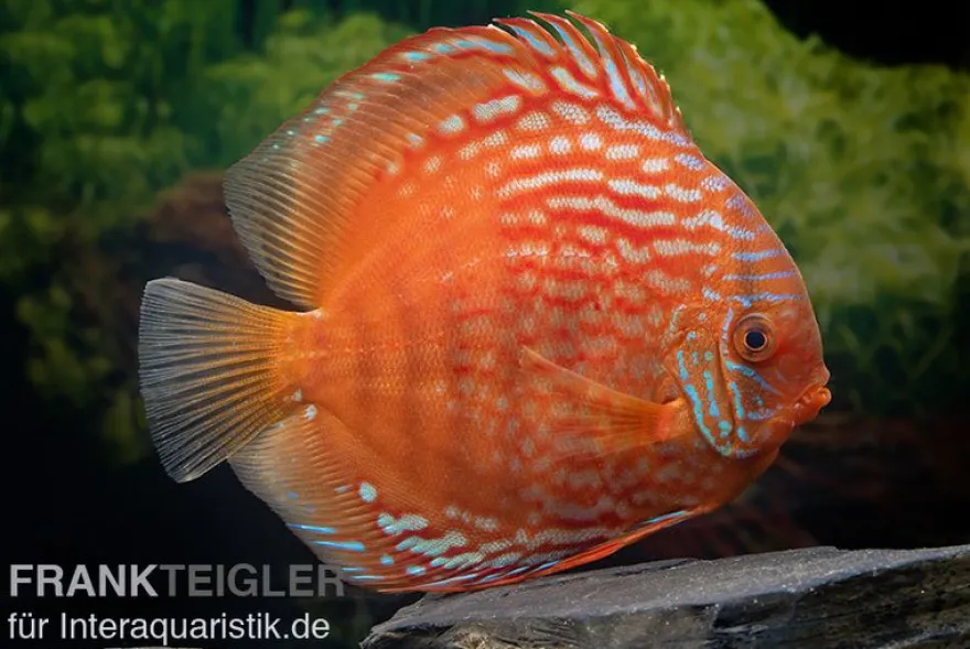 Diskusfisch ASIA-NZ, Symphysodon discus Tiger Snake, 2 Zoll, 5-6 cm