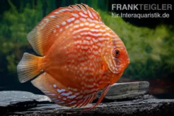 Diskusfisch ASIA-NZ, Symphysodon discus Tiger Snake, 2 Zoll, 5-6 cm