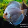 Diskusfisch ASIA-NZ, Symphysodon discus Ocean green (Green diamond), 2 Zoll, 5-6 cm