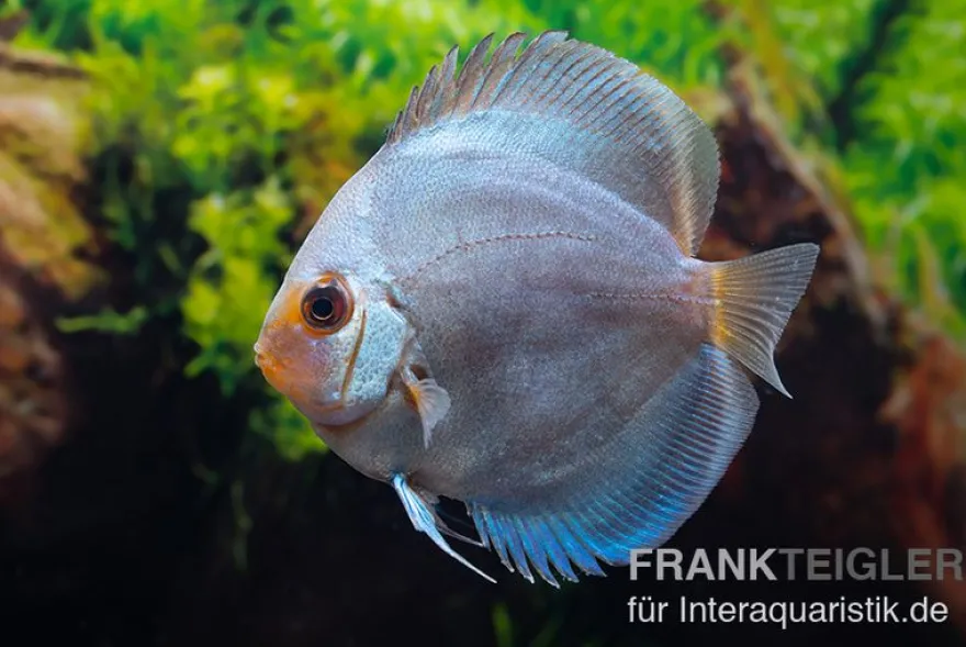 Diskusfisch ASIA-NZ, Symphysodon discus Ocean green (Green diamond), 2 Zoll, 5-6 cm