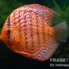 Diskusfisch ASIA-NZ, Symphysodon discus Red Tiger, 2 Zoll, 5-6 cm