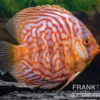 Diskusfisch ASIA-NZ, Symphysodon discus Red Diamond, 2 Zoll, 5-6 cm