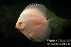 Diskusfisch ASIA-NZ, Symphysodon discus White Diamond, 2 Zoll, 5-6 cm