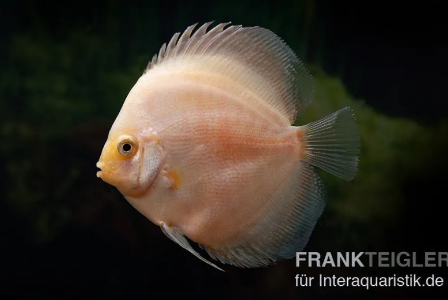 Diskusfisch ASIA-NZ, Symphysodon discus White Diamond, 2 Zoll, 5-6 cm