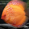 Diskusfisch ASIA-NZ, Symphysodon discus Pigeon Blood